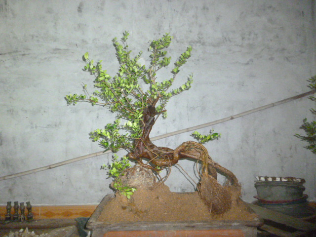 P1090773.JPG