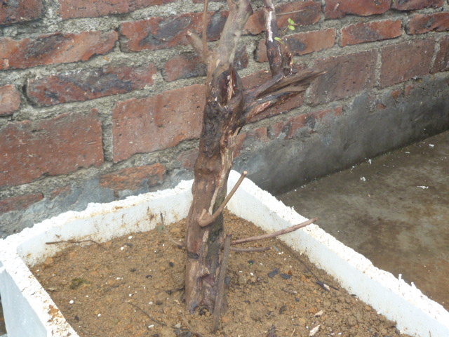P1000486.JPG