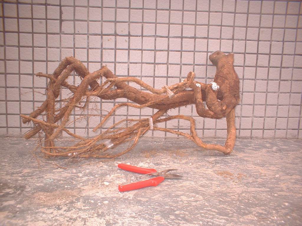 DSCF0017.JPG