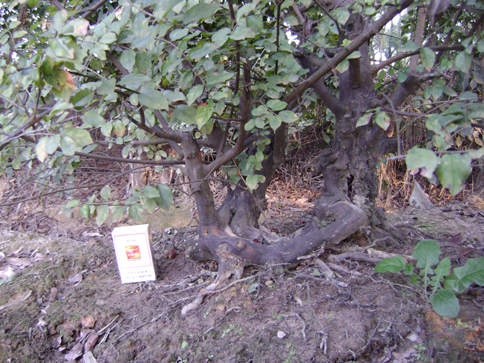 DSC04211_.jpg