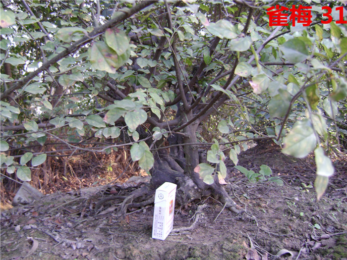 DSC04212_.jpg