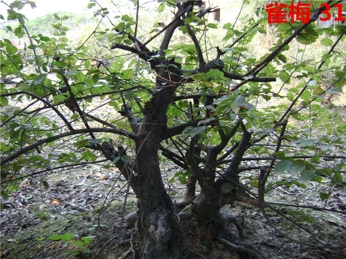 DSC04213_.jpg