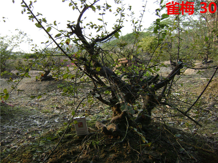 DSC04214_.jpg