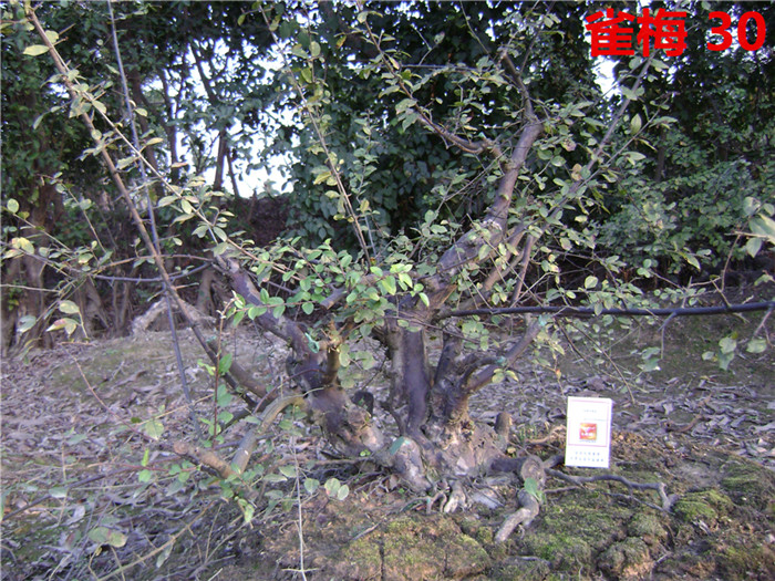 DSC04215_.jpg