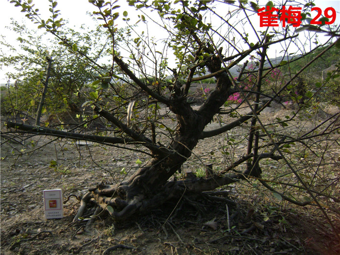 DSC04216_.jpg