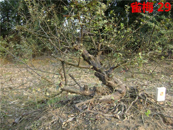 DSC04217_.jpg