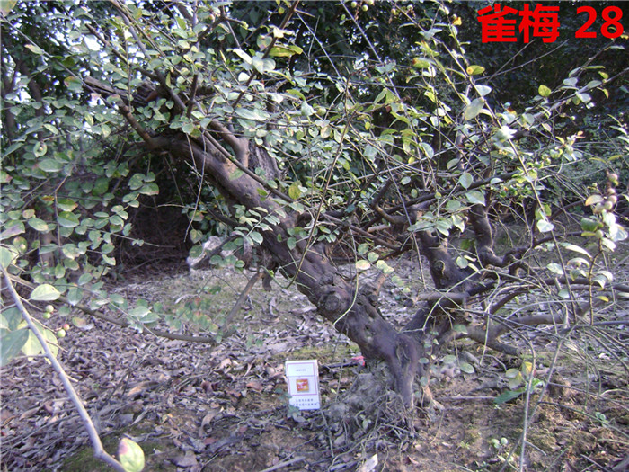 DSC04219_.jpg