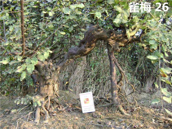 DSC04222_.jpg