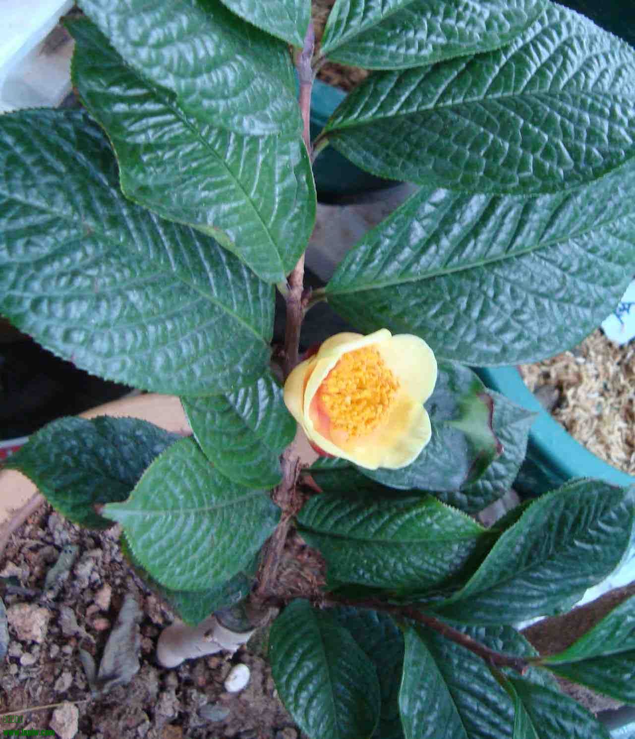 DSC00168_.jpg