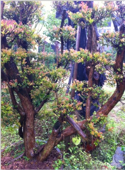 QQͼƬ20140311144552.jpg