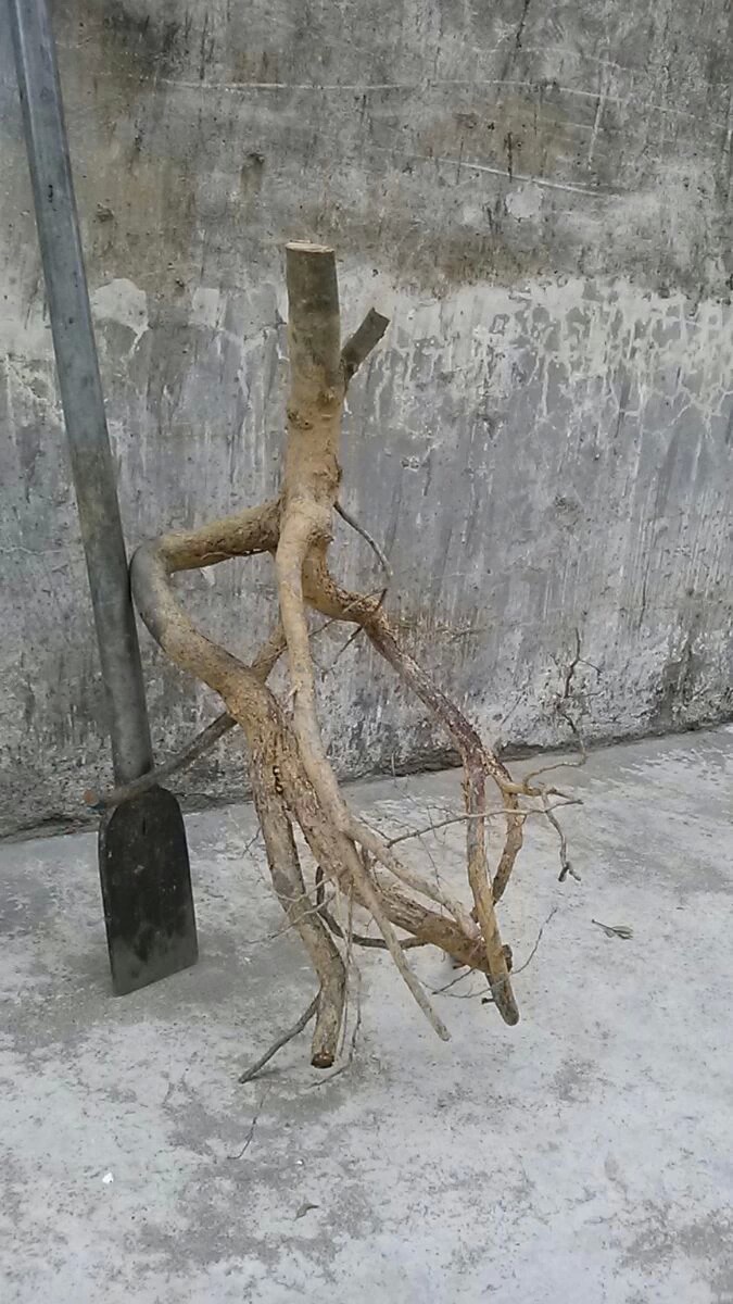 Լȥڵ.