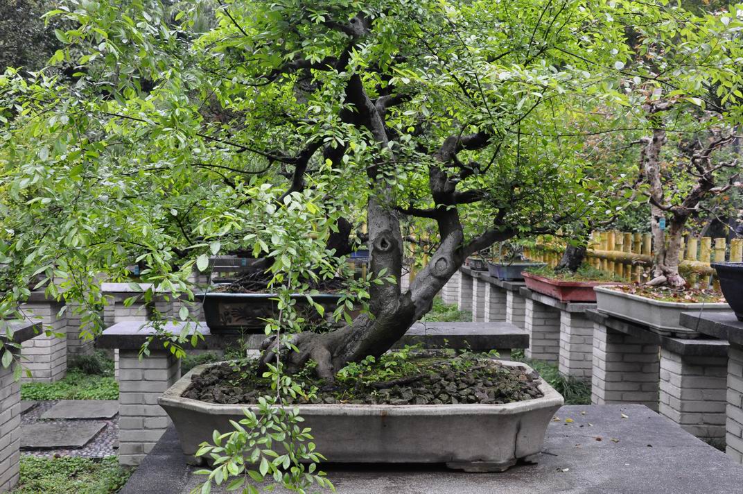 С _DSC0238.JPG