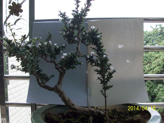 nEO_IMG_100_4485.jpg