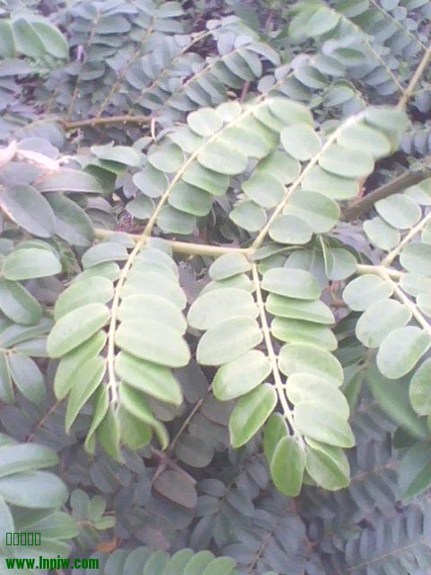 IMG1237A_ת.jpg