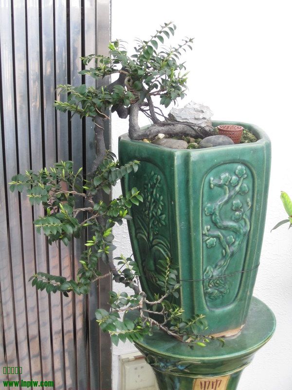 ڹ2014괺_01.JPG