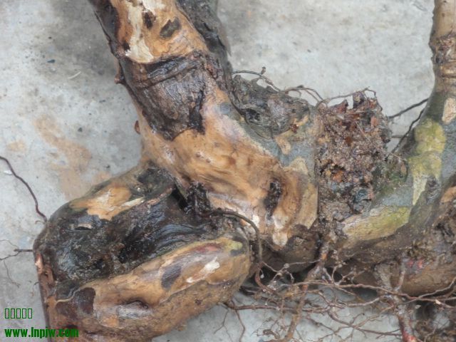 DSC01851.JPG