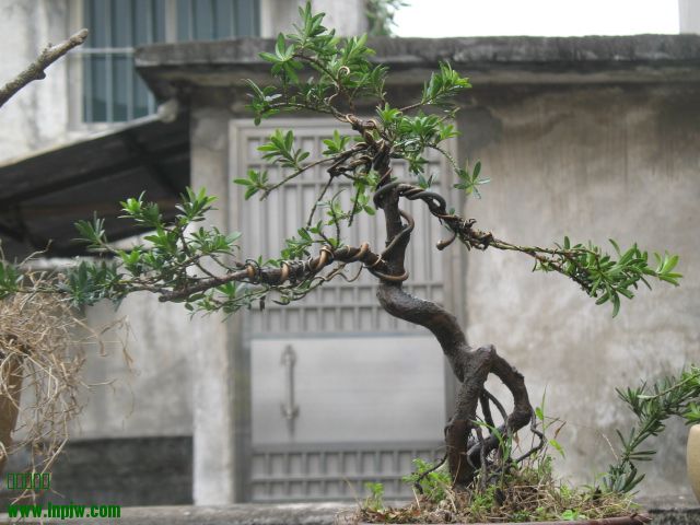 IMG_7894.JPG