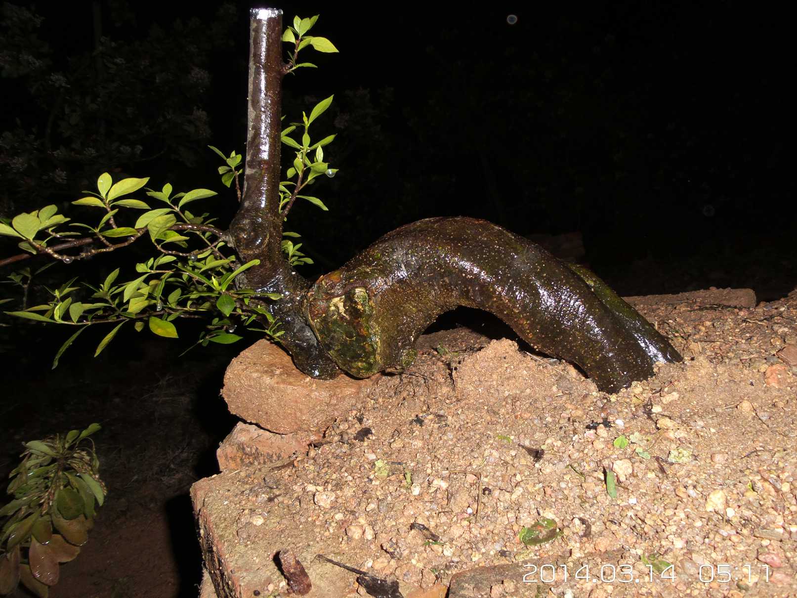 20140314_051156.jpg