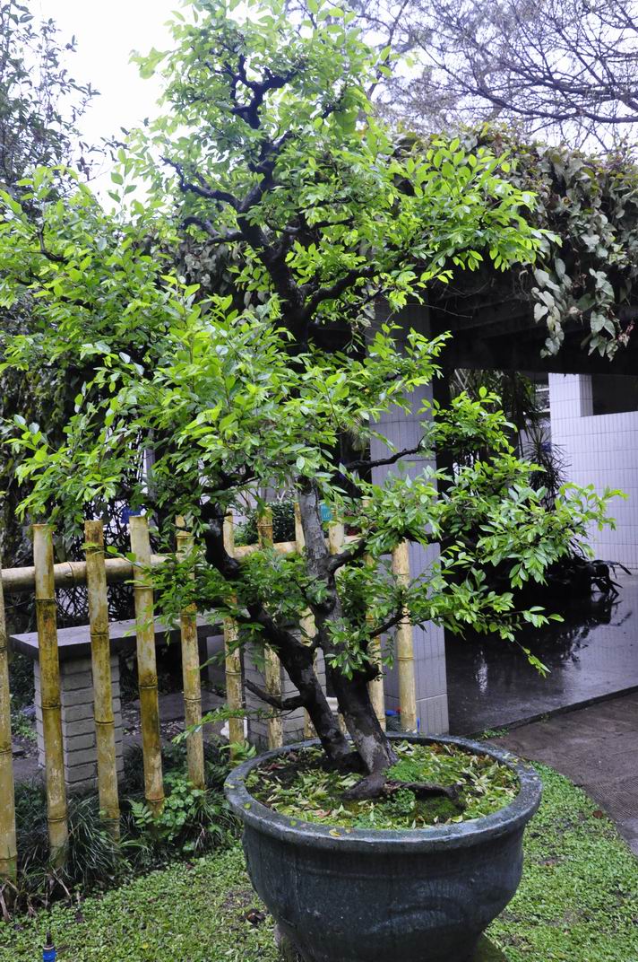 С ת _DSC0213.JPG