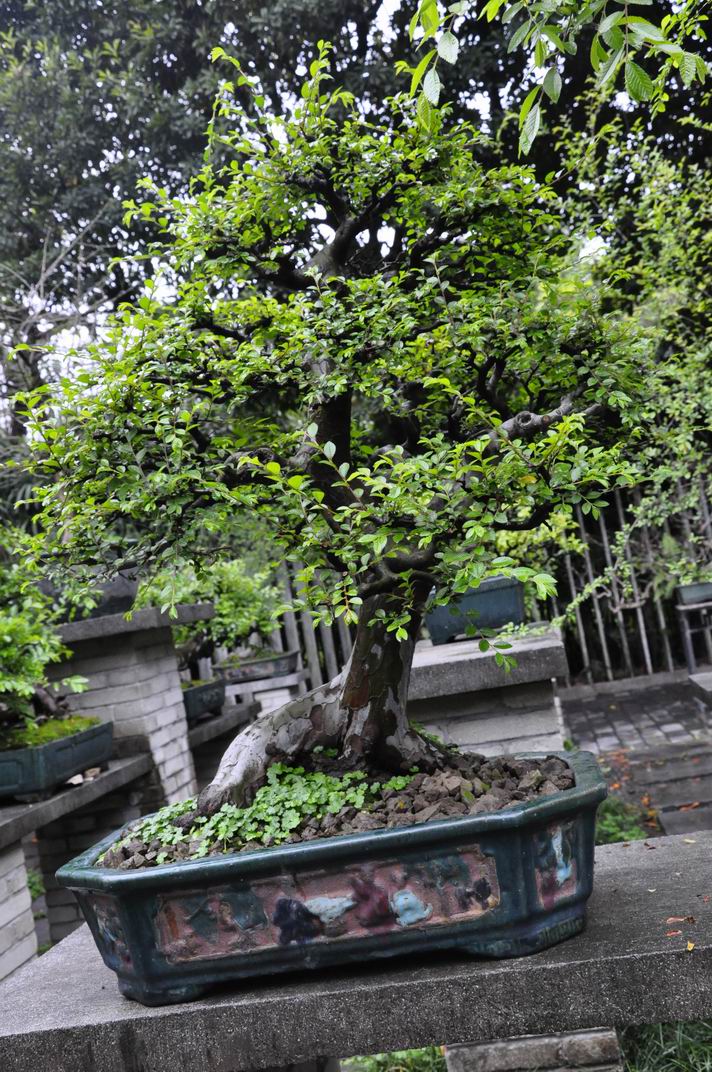 С ת _DSC0236.JPG