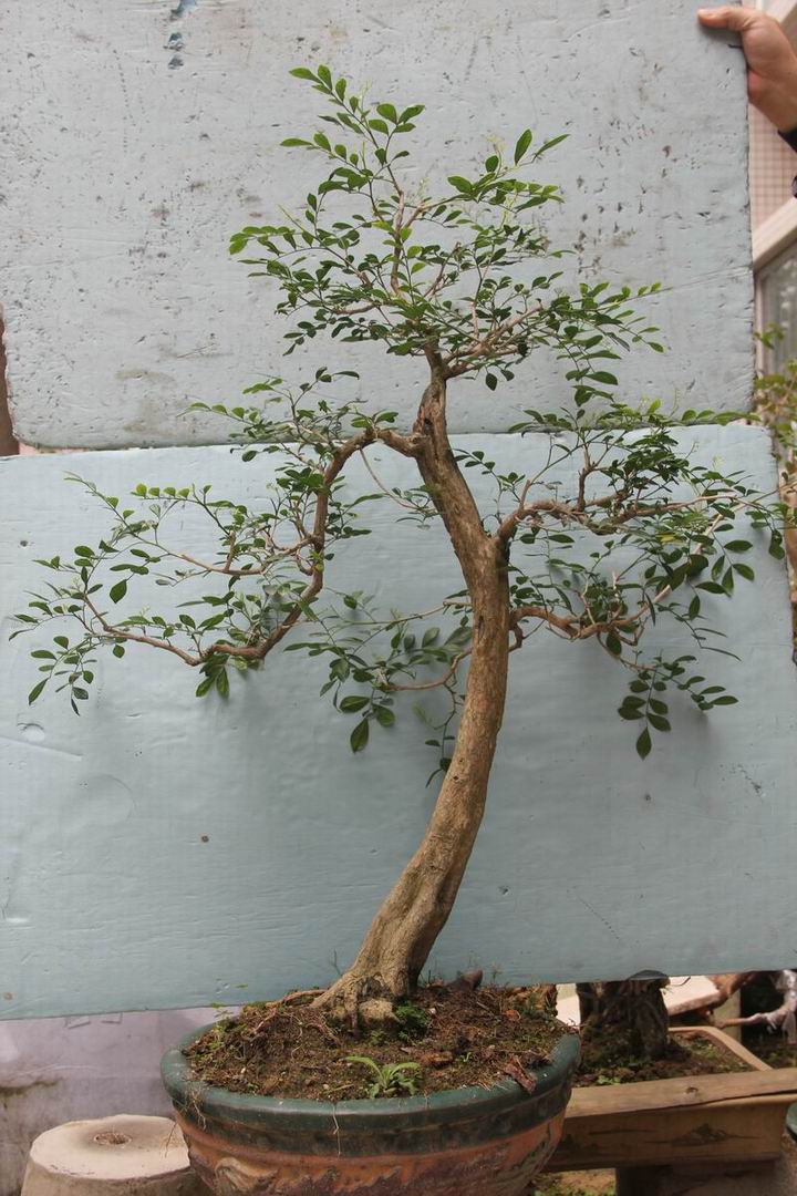 Ƭ 015.jpg