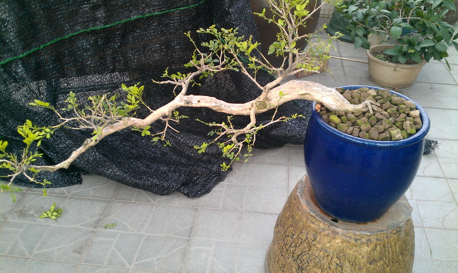 IMAG0014.jpg