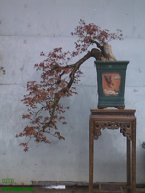 IMAG0164.jpg