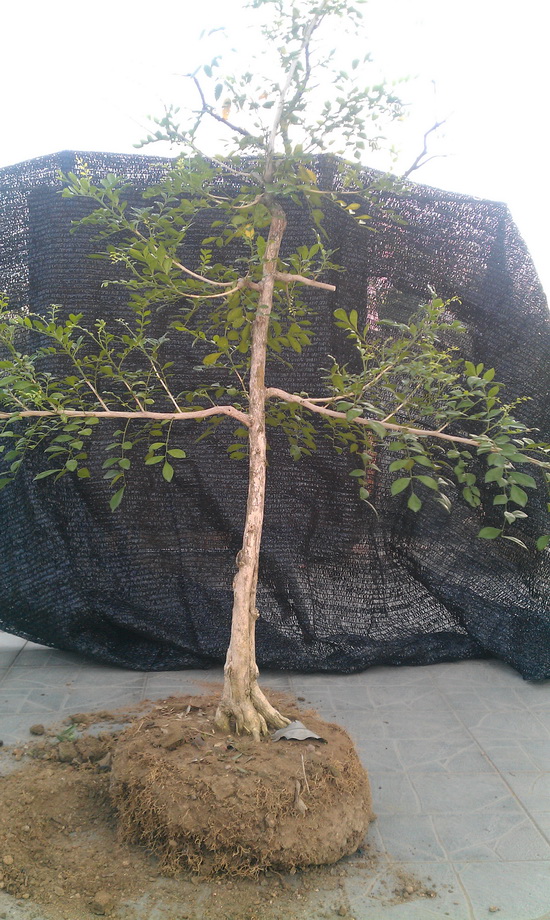 IMAG0024.jpg