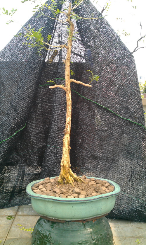 IMAG0026.jpg