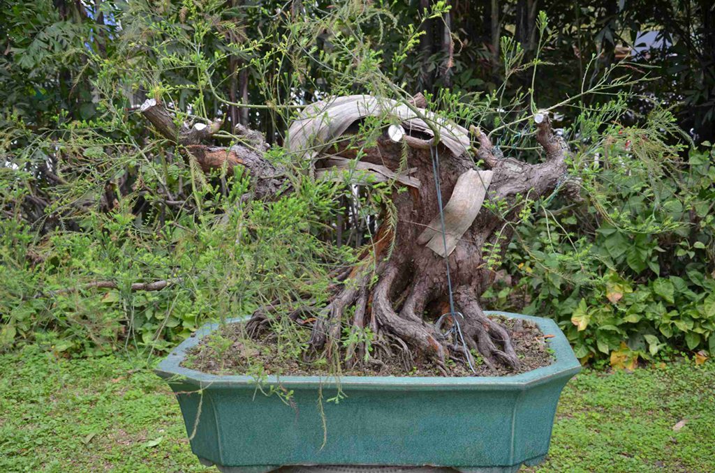 DSC_0882.jpg
