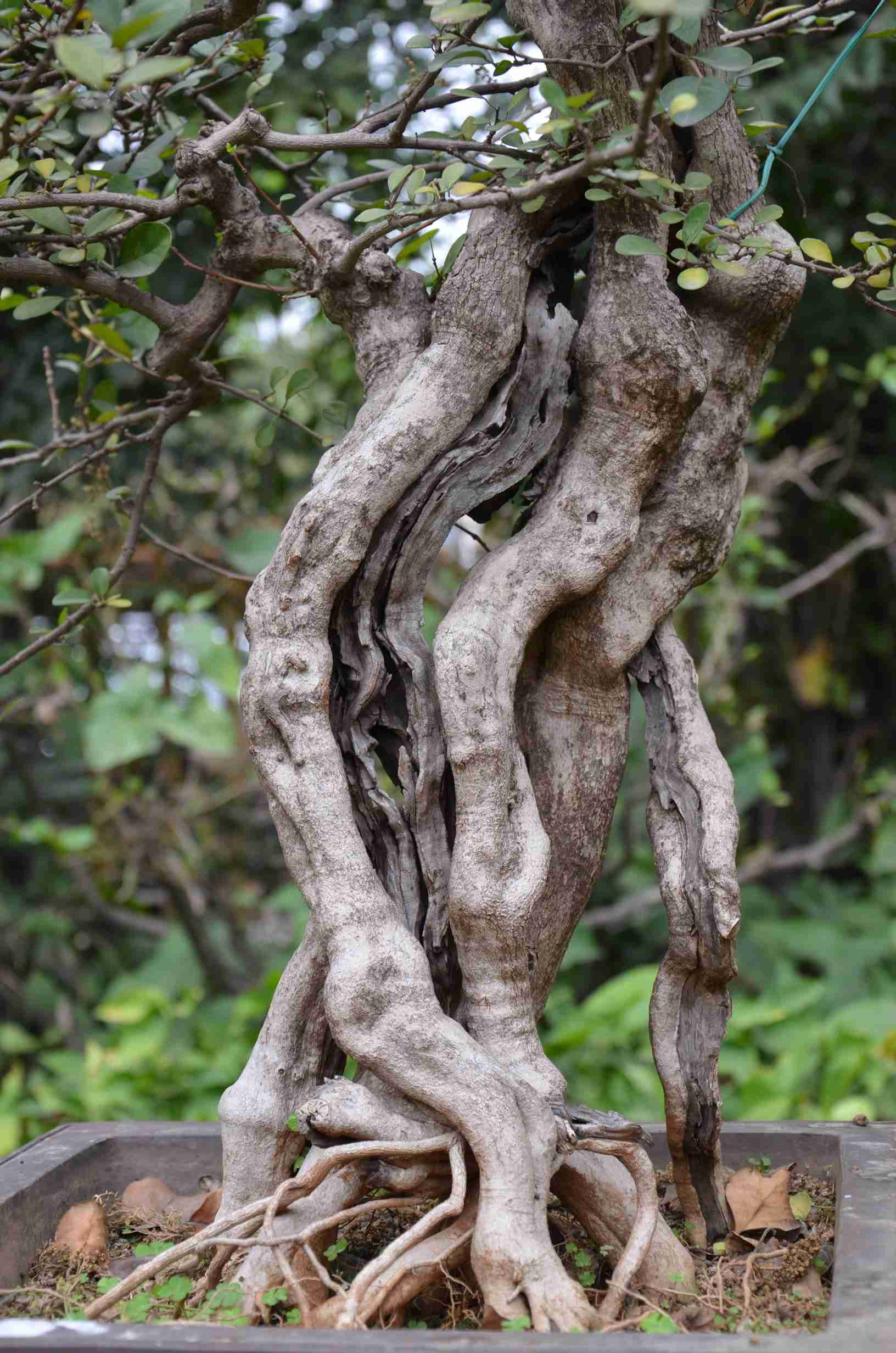 DSC_0890.jpg