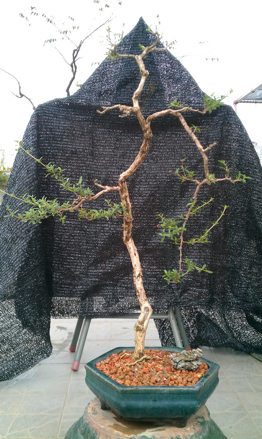 IMAG0043.jpg