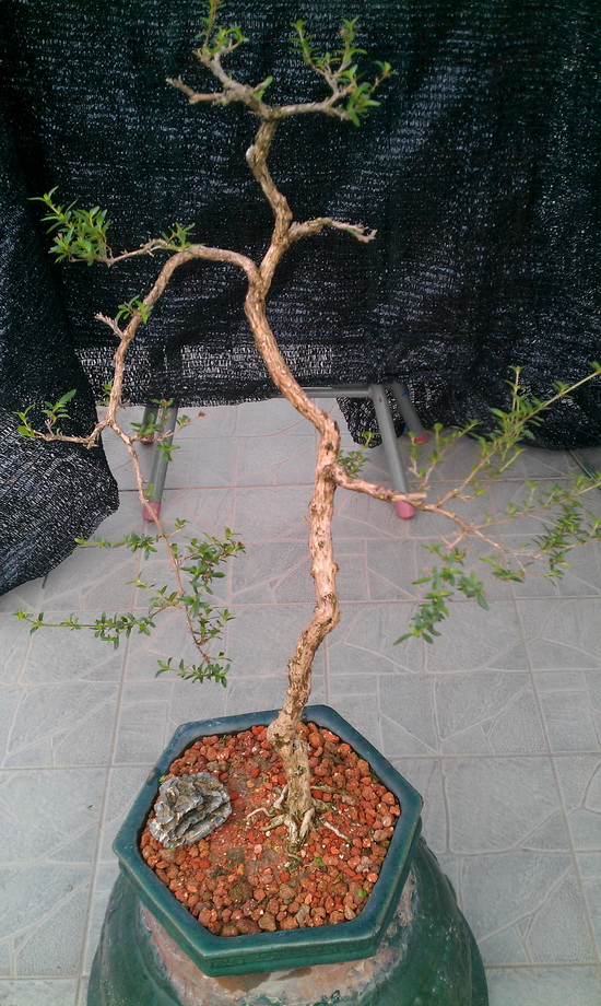 IMAG0044.jpg