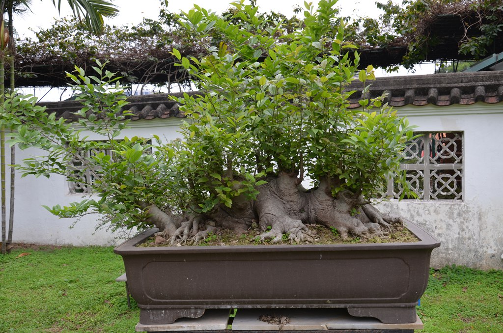 DSC_0931.jpg