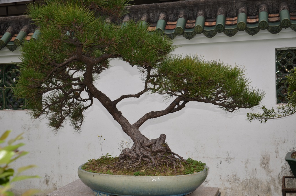 DSC_0946.jpg