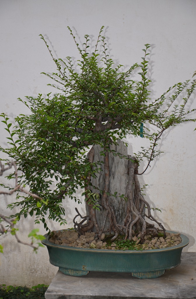 DSC_0980.jpg