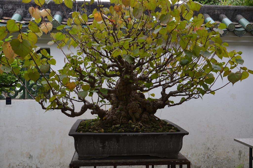 DSC_0973.jpg