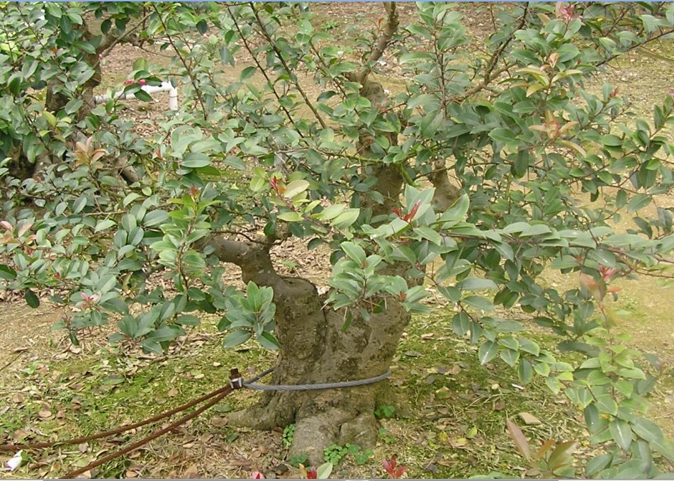 75.jpg