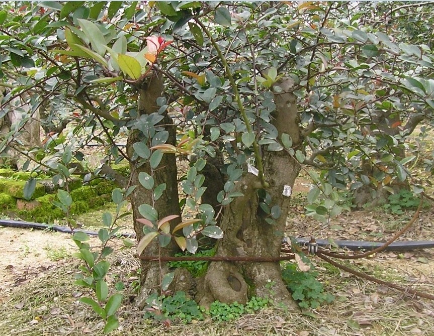 83.jpg