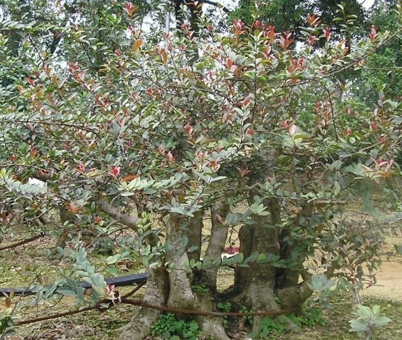 85.jpg