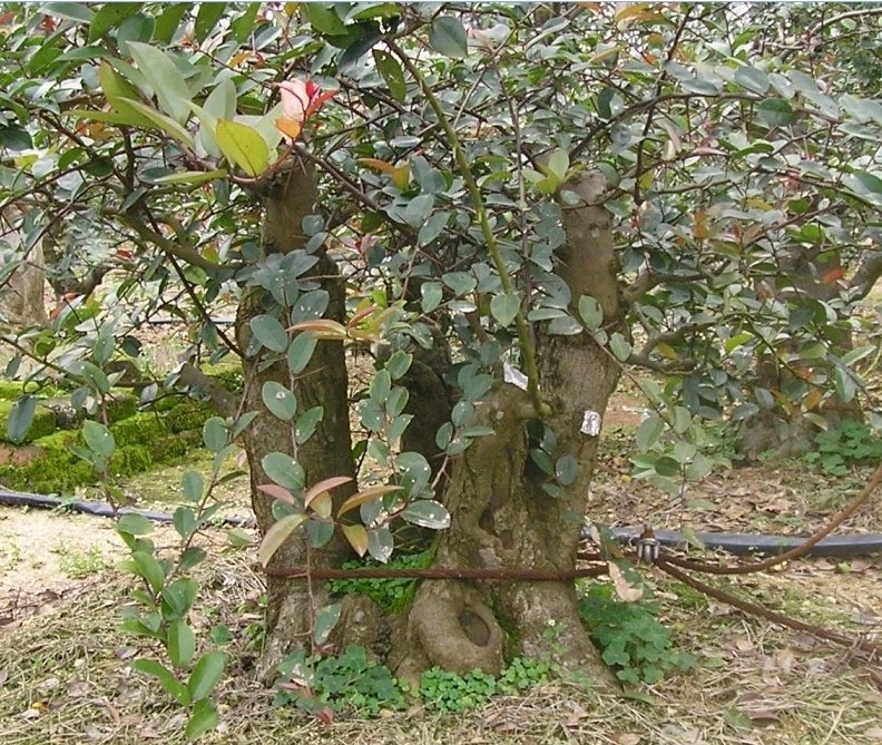 87.jpg