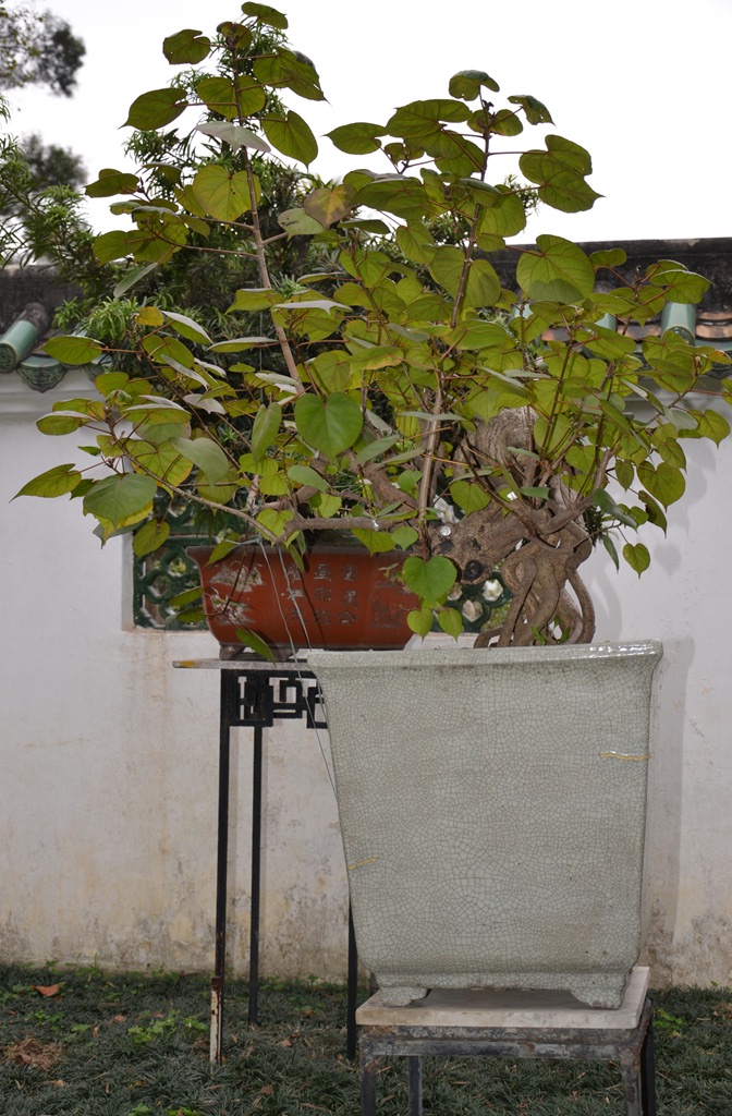 DSC_0983.jpg
