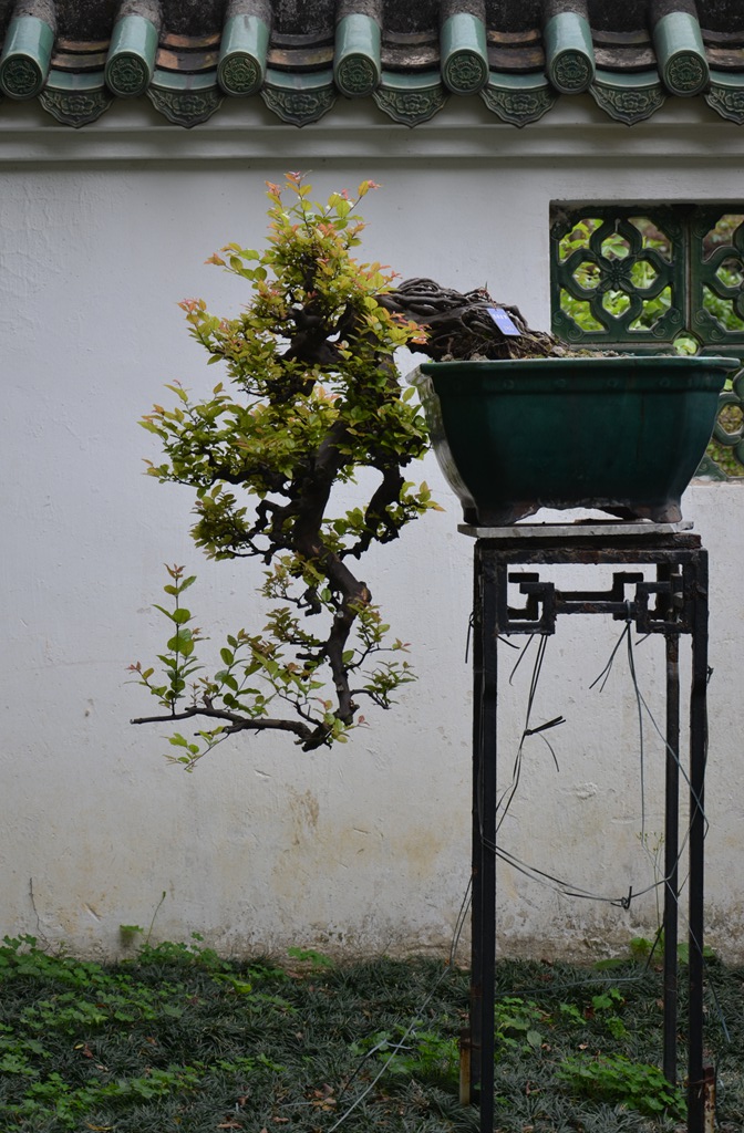 DSC_0990.jpg