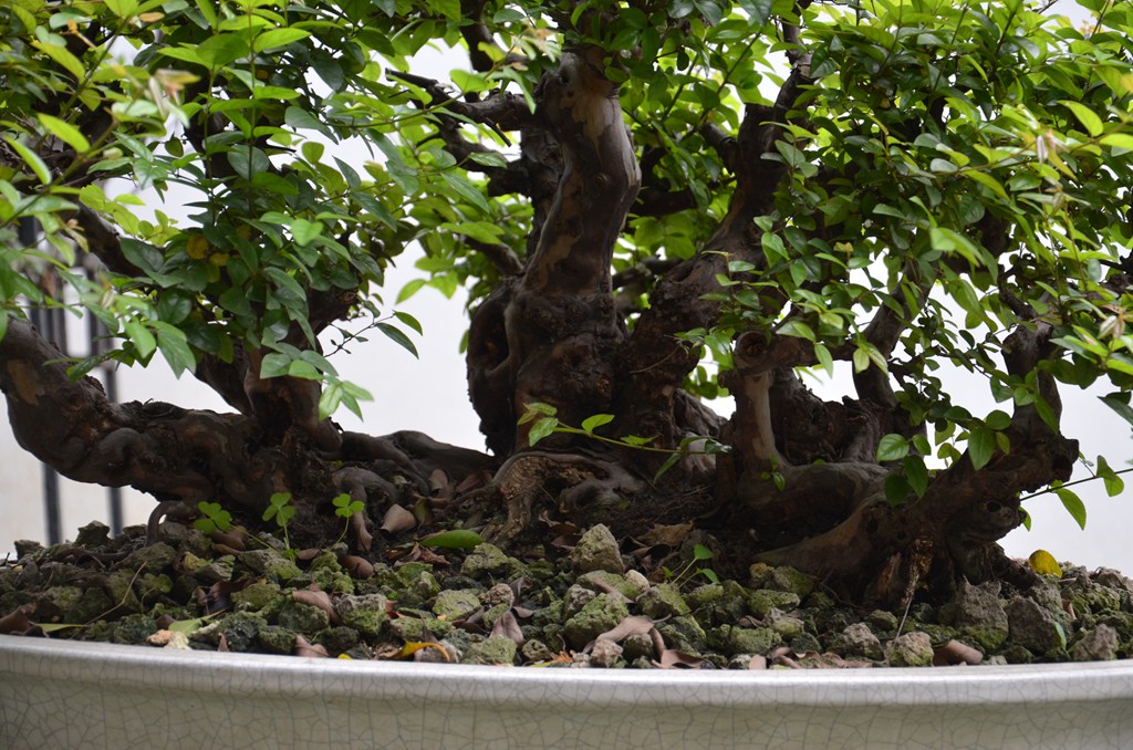 DSC_0992.jpg
