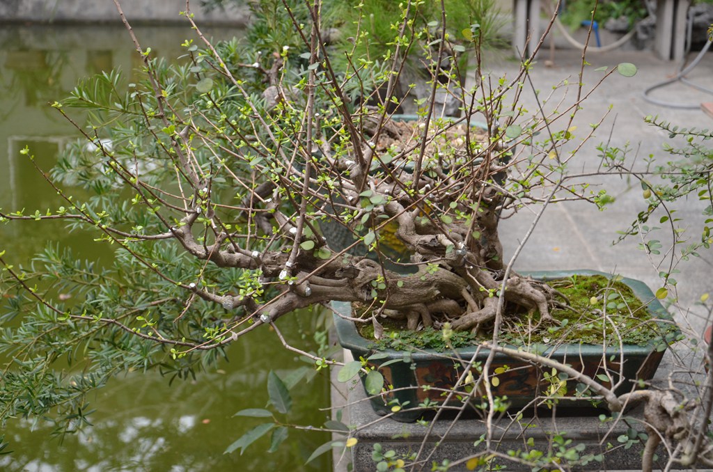 DSC_0998.jpg