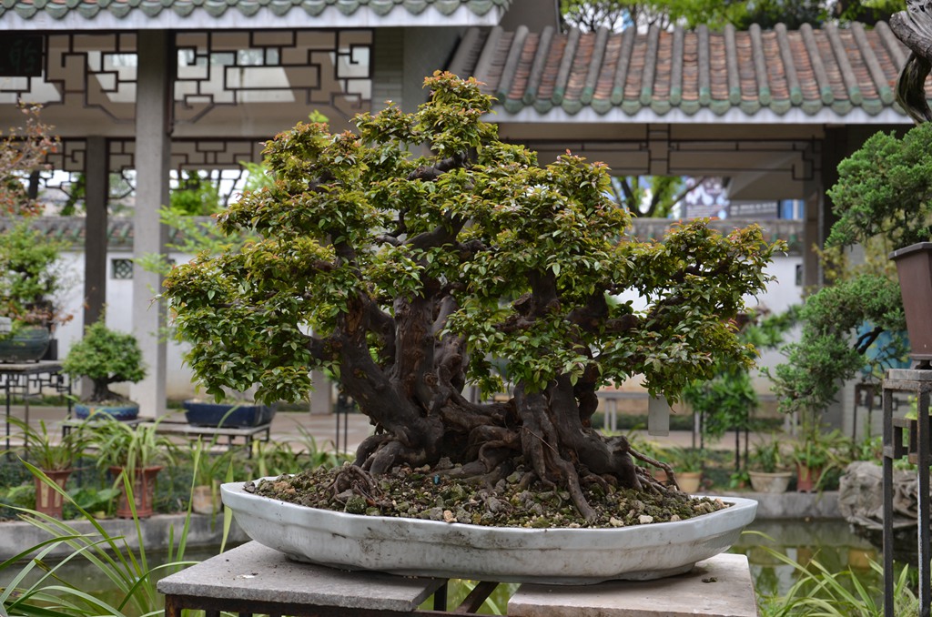 DSC_1001.jpg