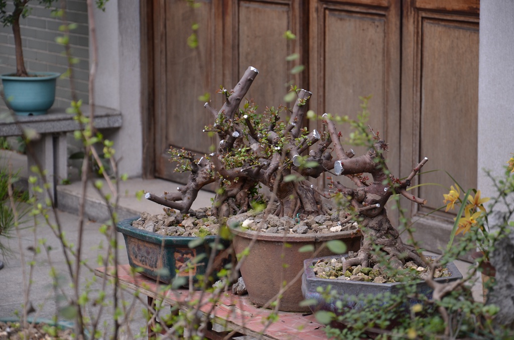 DSC_1004.jpg