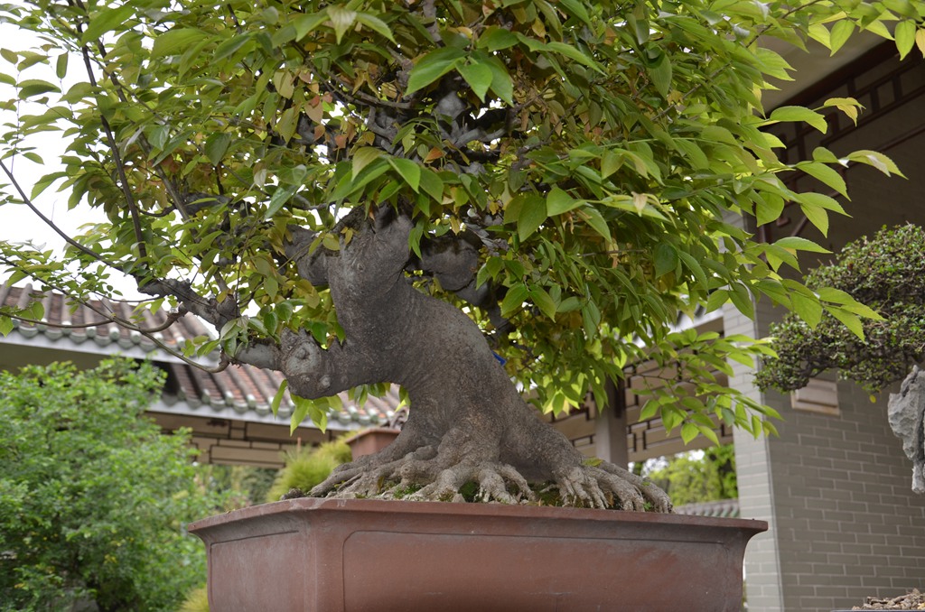 DSC_1010.jpg
