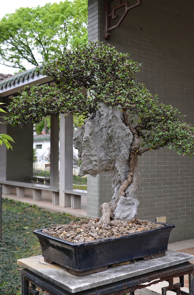 DSC_1011.jpg