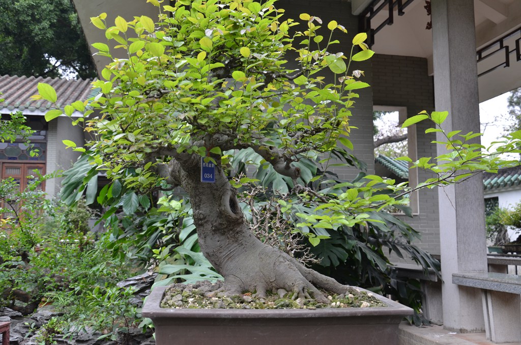 DSC_1017.jpg